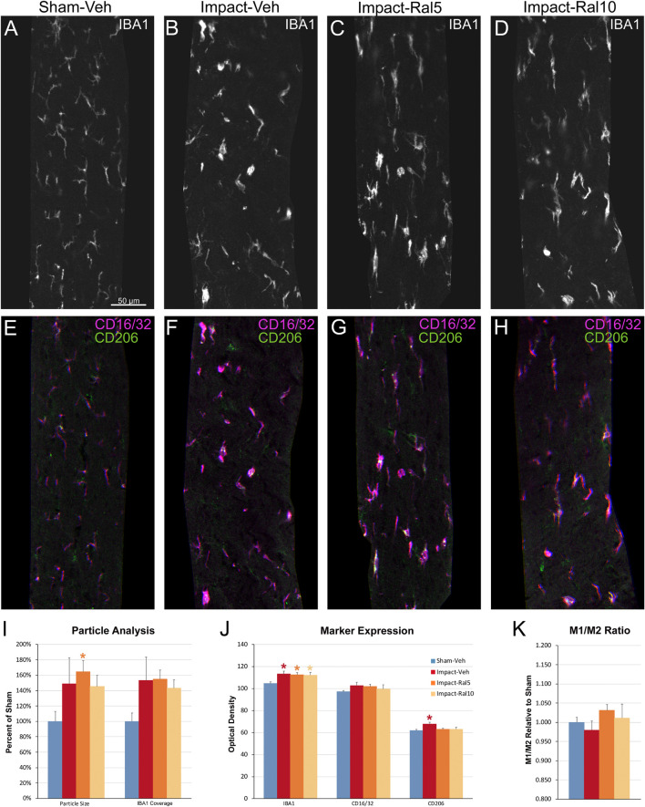 Microglia in the optic tract 3 days after impact TBI. (A–H) Confocal images of sections immunostained for IBA1 to visualize microglia, for the M1 marker, CD16/32, and for the M2 marker, CD206. The upper panels show IBA1 immunolabeling (white), while the matching lower panels show the merge for CD16/32 (magenta) and CD206 (green). (A,E) Microglia in the sham-vehicle mouse have small cell bodies, thin processes and are lightly labeled. (B–D,F–H) Microglia are larger and more intensely labeled in the impact mice with and without raloxifene treatment. The scale bar in (A) applies to (A–H). (I–K) Quantification of IBA1, CD16/32, and CD206 immunolabeling. For impact-vehicle mice, optic tract area occupied by microglia and size of IBA1+ particles were increased, IBA1, CD16/32, and CD206 expression were all slightly increased, but CD206 expression showed a slightly larger increase than CD16/32, resulting in a slightly lower M1/M2 ratio than in sham mice. The two doses of raloxifene after impact TBI similarly were associated with an increased microglial area, size of IBA1+ particles, and IBA1 and CD16/32 expression. However, as CD206 expression in raloxifene-treated mice was slightly higher than in sham mice and less than in impact-vehicle mice, their M1/M2 ratios were higher. Numbers of optic tracts analyzed: 11 sham-vehicle mice, 15 impact-vehicle mice, 16 impact-ral5 mice, and 16 impact-ral10 mice. Red, orange, and yellow asterisks indicate significant differences between the impact-vehicle mice, impact-ral5 mice, and impact-ral10 mice, respectively, compared to the sham-vehicle mice; *p < 0.05.