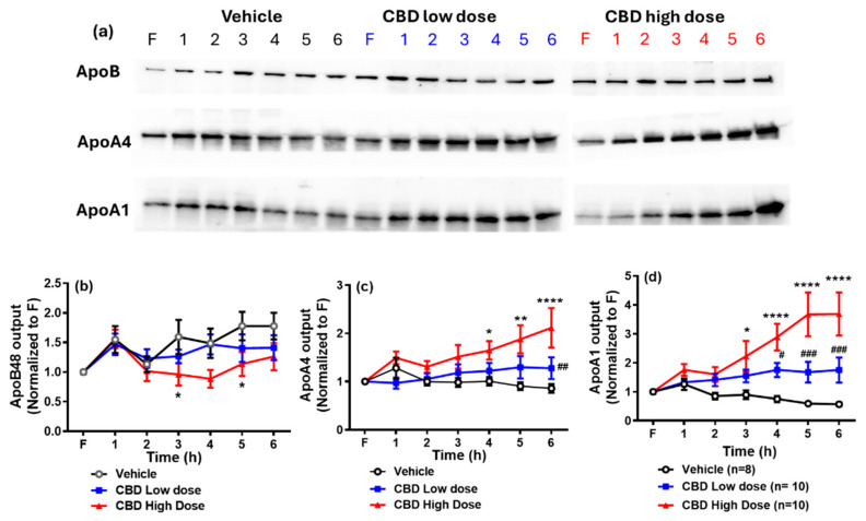 Western blot (a) and quantitative analysis of lymphatic ApoB48 (b), ApoA4 (c), and ApoA1 (d) outputs among three groups. The output ratio was calculated through densitometric analysis and quantification of the immunoblots relative to fasting (F) levels. Data are presented as means ± SEM. Vehicle group: black circle (n = 8); low-dose CBD group (10 mg/kg): blue square (n = 10); high-dose CBD group (30 mg/kg): red triangle (n = 10). * p < 0.05; ** p < 0.01; and **** p < 0.0001, comparing apolipoprotein levels between the high-dose CBD and vehicle groups at the same time point. # p < 0.05; ## p < 0.01; ### p < 0.001, comparing apolipoprotein levels between the low-dose CBD and vehicle groups at the same time points.