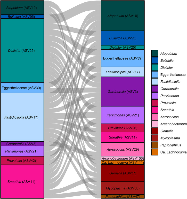 Positive correlations of relative abundances of vaginal microbial taxa. Alluvial plot shows pairs of vaginal bacterial taxa with highly correlated relative abundances throughout gestation. Relative abundances of amplicon sequence variants (ASVs) were compared using linear mixed-effects models. Connecting alluvia were scaled to the magnitude of the correlation between ASVs.