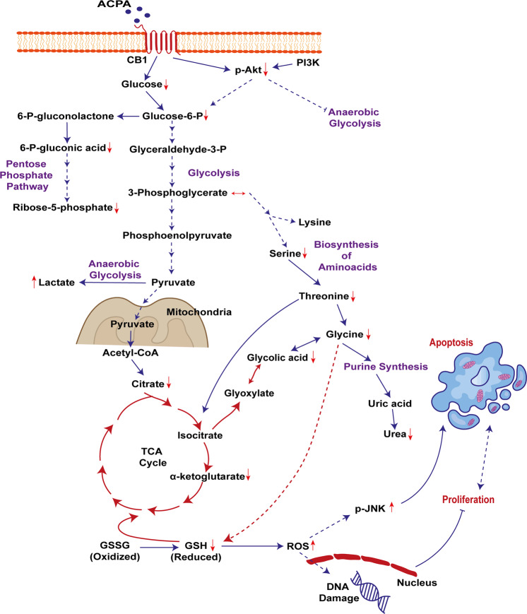 ACPA promotes Akt and JNK signaling pathways and affects several cellular processes in NSCLC lines.Critical metabolites in glycolysis, pentose phosphate, amino acid biosynthesis, and TCA cycle affected in A549, H1299, H358, and H838 cells on day 1 after IC50 dose of ACPA treatment.