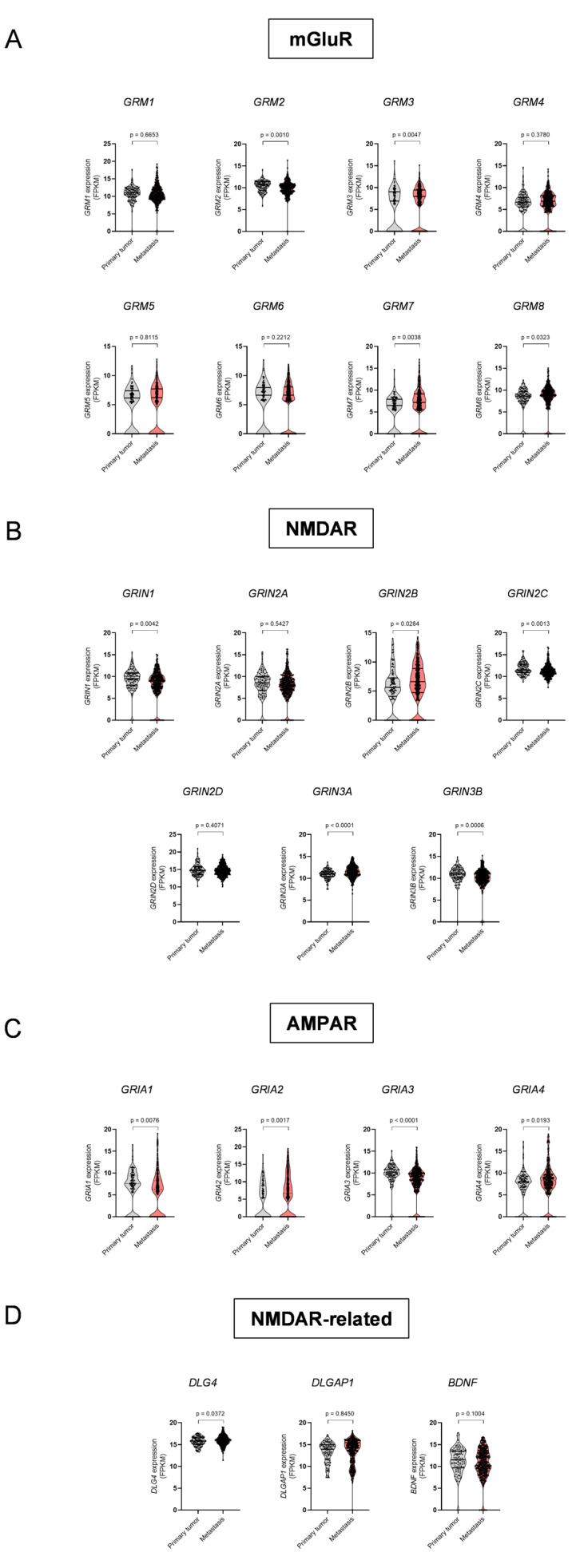 mRNA levels of glutamate receptors and their subunits in human primary and metastatic melanoma. The expression of (A) metabotropic glutamate receptors 1 (GRM1), 2 (GRM2), 3 (GRM3), 4 (GRM4), 5 (GRM5), 6 (GRM6), 7 (GRM7), and 8 (GRM8); (B) NMDA receptor subunits GRIN1 (NR1), GRIN2A (NR2A), GRIN2B (NR2B), GRIN2C (NR2C), GRIN2D (NR2D), GRIN3A (NR3A), and GRIN3B (NR3B); (C) AMPA receptor subunits GRIA1, GRIA2, GRIA3, and GRIA4; and (D) NMDA receptor-related genes DLG4 (PSD-95), DLGAP1 (GKAP), and BDNF (BDNF) was compared between primary tumours and metastatic samples by unpaired Student’s t test with Welch’s correction. In all cases, data (in FPKM) were obtained from the GDC-TCGA SKCM data set using Xena and comprised 103 primary tumour samples and 367 metastatic samples.