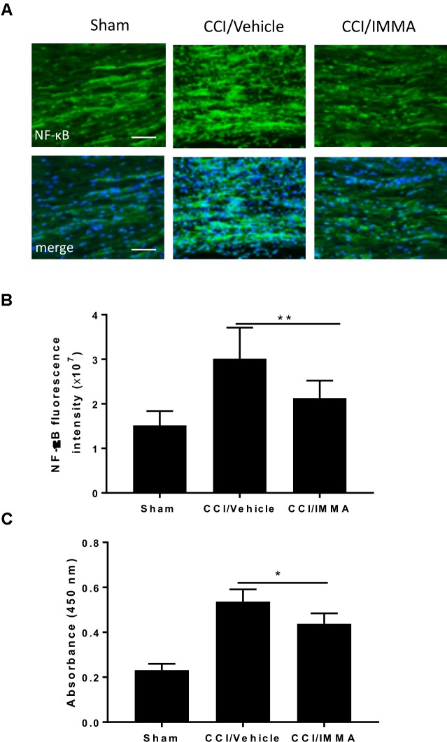 Treatment with IMMA attenuated the phosphorylation of NF-κB in ipsilateral sciatic nerve and the NF-κB DNA binding activity in dorsal spinal cord of CCI mice. Activation of NF-κB was detected by immunofluorescence staining with an antibody against phosphorylated NF-κB in the ipsilateral sciatic nerve of CCI mice 7 days after surgery. Positive phosphorylated NF-kB staining in sciatic nerve was significantly greater in the CCI/vehicle group than that in the sham group and dramatically reduced by IMMA treatment (A). The fluorescence intensity of NF-kB positive staining cells showed a twofold increase in the CCI/vehicle and significantly reduced by IMMA (B). NF-κB DNA binding activity was evaluated by ELISA using fresh spinal cord from mice 7 days after surgery. CCI/vehicle group showed an enhanced DNA binding activity compared to the sham, which was reduced by IMMA treatment (C). ∗p < 0.05 and ∗∗p < 0.01 (n = 10/group). One-way ANOVA was used for quantifying the differences in NF-kB fluorescence intensity (B) and absorbance at 450 nm (C) among the sham, vehicle and IMMA treated groups. The Tukey-Kramer post hoc test was used for all the comparison. The merged images in (A) showed the co-localization of DAPI (blue) with NF-kB (green). Scale bar = 250 μm.