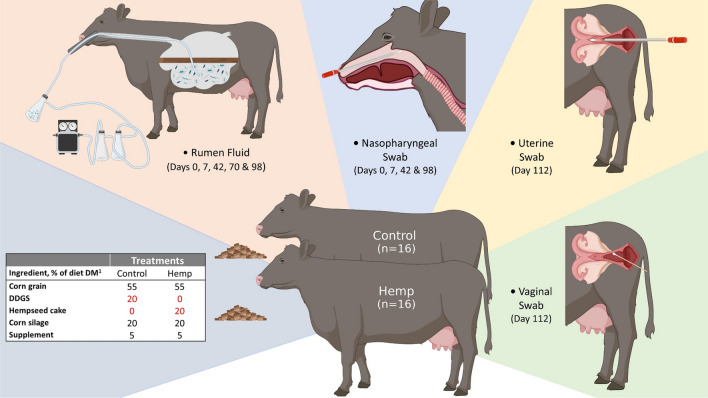 Study design, diets, and sampling regimen. This figure was created using Biorender.