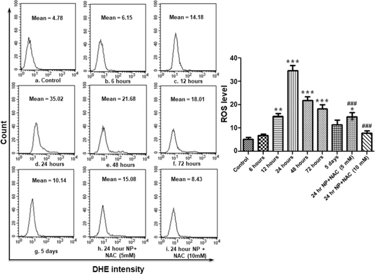 ZnO NP exposure results in ROS (superoxide) generation in B. mori hemocytes. After exposing larvae with ZnO NPs for different time periods, hemocytes were collected and stained with DHE for measurement of superoxide (O2−2) by flow cytometry. Each experiment was performed at least in triplicate. The larvae were pre-treated with ROS inhibitors (5 mM and 10 mM NAC), and then treated with the desired dose of nanoparticles. *P < 0.05, **P < 0.01, ***P < 0.001 versus control. ###P < 0.001 versus 24 hour group.