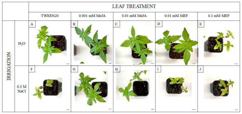 Representative morphology of 25-day-old hemp plants subjected to salt stress and treatments with MeJA and MEF. Plants were grown under control conditions (A), with 0.3 M NaCl alone (F), with exogenous 0.001 mM or 0.01 mM MeJA (B,C), 0.01 mM or 0.1 mM MEF (D,E), or with combinations of 0.3 M NaCl with MeJA (G,H) or MEF (I,J). Scale bar = 1 cm.