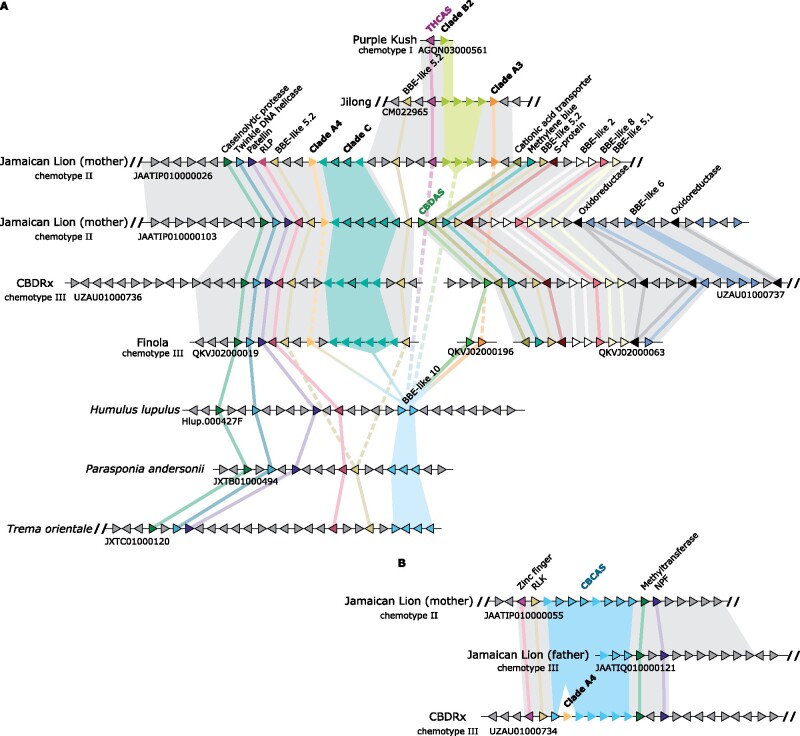Cannabinoid oxidocyclase microsynteny assessments. (A) Syntenic block comprising CBDAS, THCAS, and related genes. (B) Syntenic block comprising CBCAS tandemly repeated array. Triangles indicate genes (not to scale) colored according to their homology and putative orthologs are connected with colored lines. Nonfunctional (pseudo)genes are shown without black outlines. Gray backgrounds indicate LASTZ nucleotide alignments based on results shown in supplementary figures S3 and S4, Supplementary Material online. Cannabinoid oxidocyclase genes are members of BBE-like group 10 (see fig. 2) and labeled in boldface. BBE, berberine bridge enzyme; NPF, NRT1/PTR family protein; RLK, receptor-like kinase; RLP, receptor-like protein.