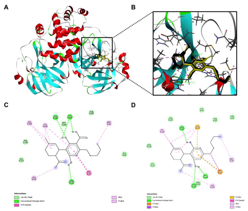 The overall view of the computational docking depicted interactions between the Mpro protein and CBDA and CBD (A) and the zoom-in view of the ligand-protein interaction with CBDA (shown in golden) and CBD (shown in black) stacked with each other (B). Molecular forces formed between CBDA (C) or CBD (D) and the Mpro protein.