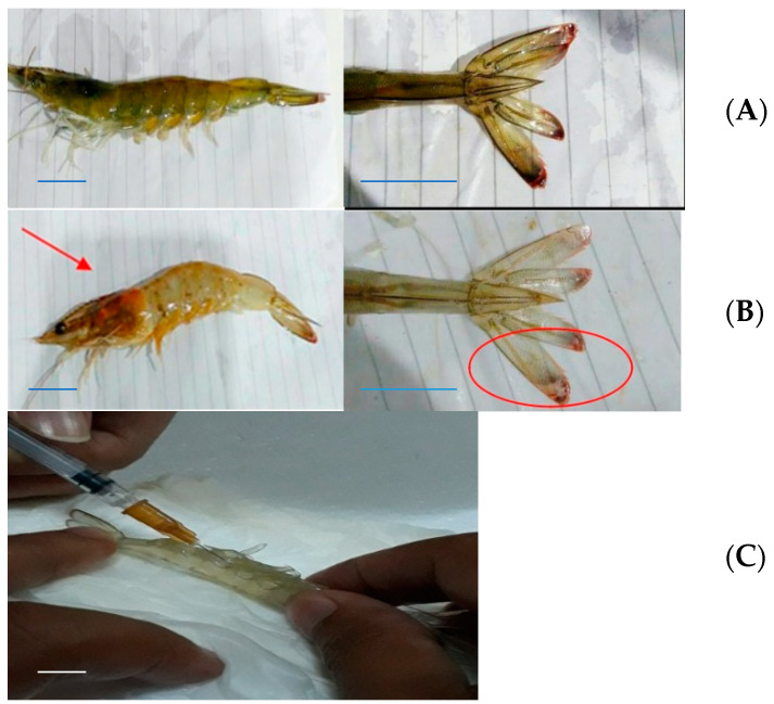 Morphology of Vaname (Litopenaeus vannamei). Healthy (A) and shrimp infected by Vibrio harveyi (B) showing vibriosis as indicated by smoky body and organ coloration, and reddish color change at the cephalotorax and caudal fin parts (arrows). Left: whole body; center: uropod. (C) Hemocyte preplacement with a needle. Scale bars: 1 cm. (Photos: Intan Hasanah).