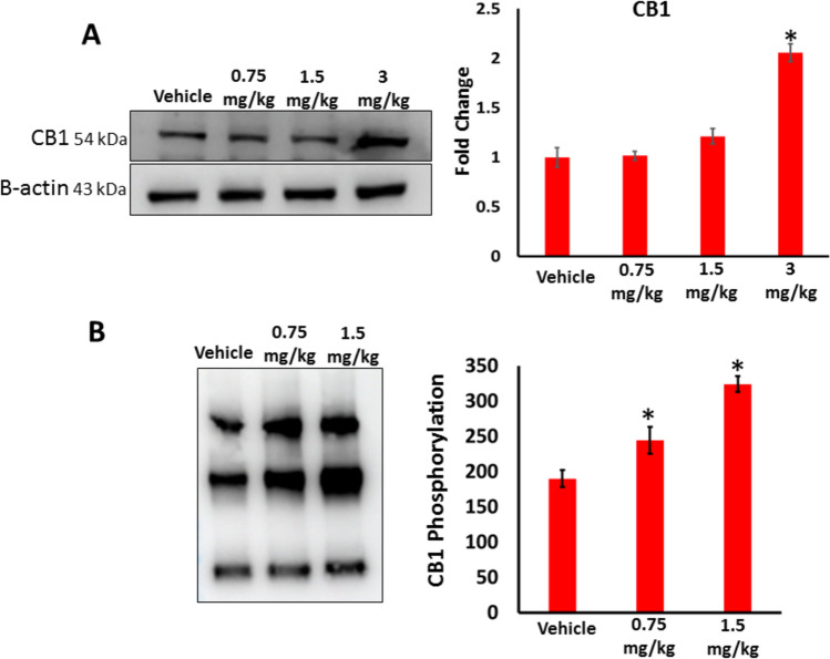 A The expression of CB1 receptor in the testes of vehicle and AB-FUBINACA treated groups detected by western blot analysis. B The phosphorylation of CB1 receptor in the testes of vehicle and AB-FUBINACA treated groups detected by Co-immunoprecipitation assay. Data presented as mean ± SEM (n = 3); *P < 0.05 is statistically significant compared to vehicle group