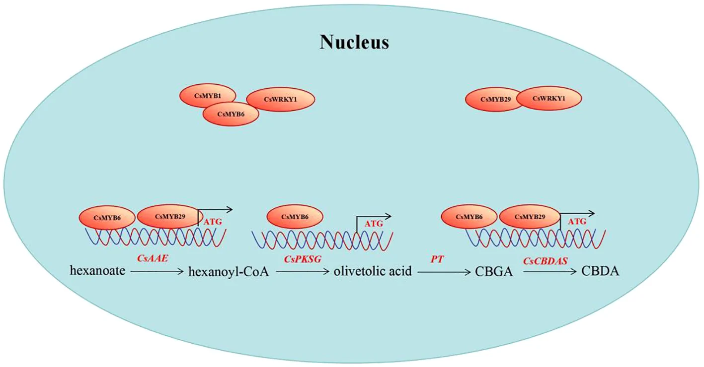 Diagram illustrating gene regulation within the nucleus showing interactions of regulatory proteins CsMYB6, CsMYB29, CsWRKY1 with genes CsAAE, CsPKSG, PT, and CsCBDAS, mapping the biosynthetic pathway from hexanoate to CBDA.