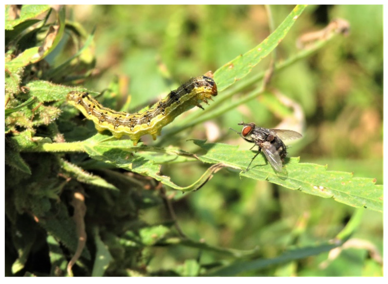 Winthemia rufopicta preparing to lay eggs on a CEW larva (top). Caterpillar of H. zea with attached eggs of W. rufopicta on the thorax (bottom).