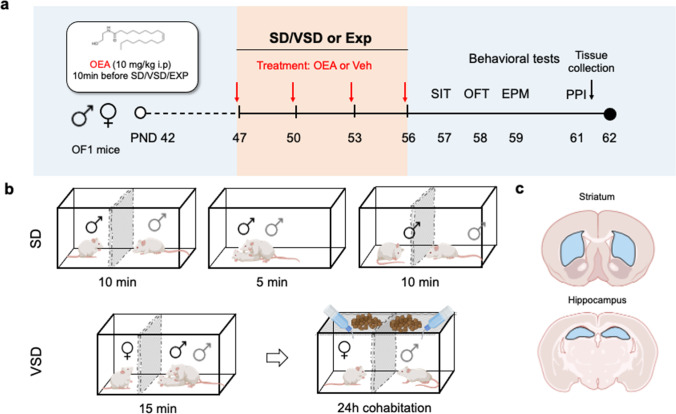 Experimental design. (a) Timeline of the experimental design. (b) Social defeat (SD) procedure in male mice and vicarious social defeat (VSD) procedure in female mice. (c) Diagram of the brain regions dissected for immunoassay analysis