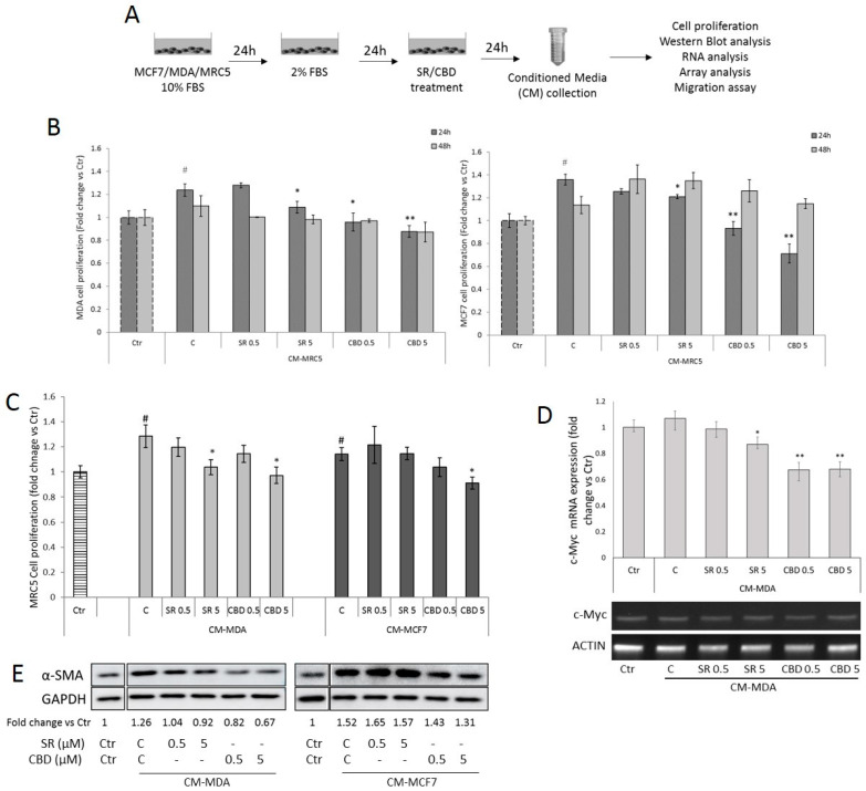 (A) Schematic representation of experimental settings for collection of conditioned media (CM) from breast cancer cell lines or human lung fibroblasts. (B) Cell proliferation assay was used to evaluate the effect of CM from MRC5 (CM-MRC5) untreated or treated with SR or CBD for 24 h at the indicated concentrations in MDA-MB-231 and MCF7 cells or (C) proliferation assays performed in MRC5 cells cultured with CM from breast cancer cell lines (CM-MDA and CM-MCF7) untreated or treated with SR or CBD for 24 h at the indicated concentrations. (D) Representative c-Myc mRNA expression (lower panel) and densitometric analysis (upper panel) in MRC5 cells untreated (Ctr) or exposed to CM from MDA-MB-231 (CM-MDA) obtained as in panel C. ACTIN was used as a reference gene. (E) Representative Western Blots and densitometric analyses (fold change vs. control) of α-SMA protein expression in MRC5 cells untreated (Ctr) or exposed to CM-MDA or CM-MCF7 obtained as in panel C. GAPDH was used as loading control. Data are expressed as mean ± SD of at least three independent experiments (# p < 0.05 vs. untreated basal Ctr; * p < 0.05, ** p < 0.01 vs. untreated control (C) from CM).