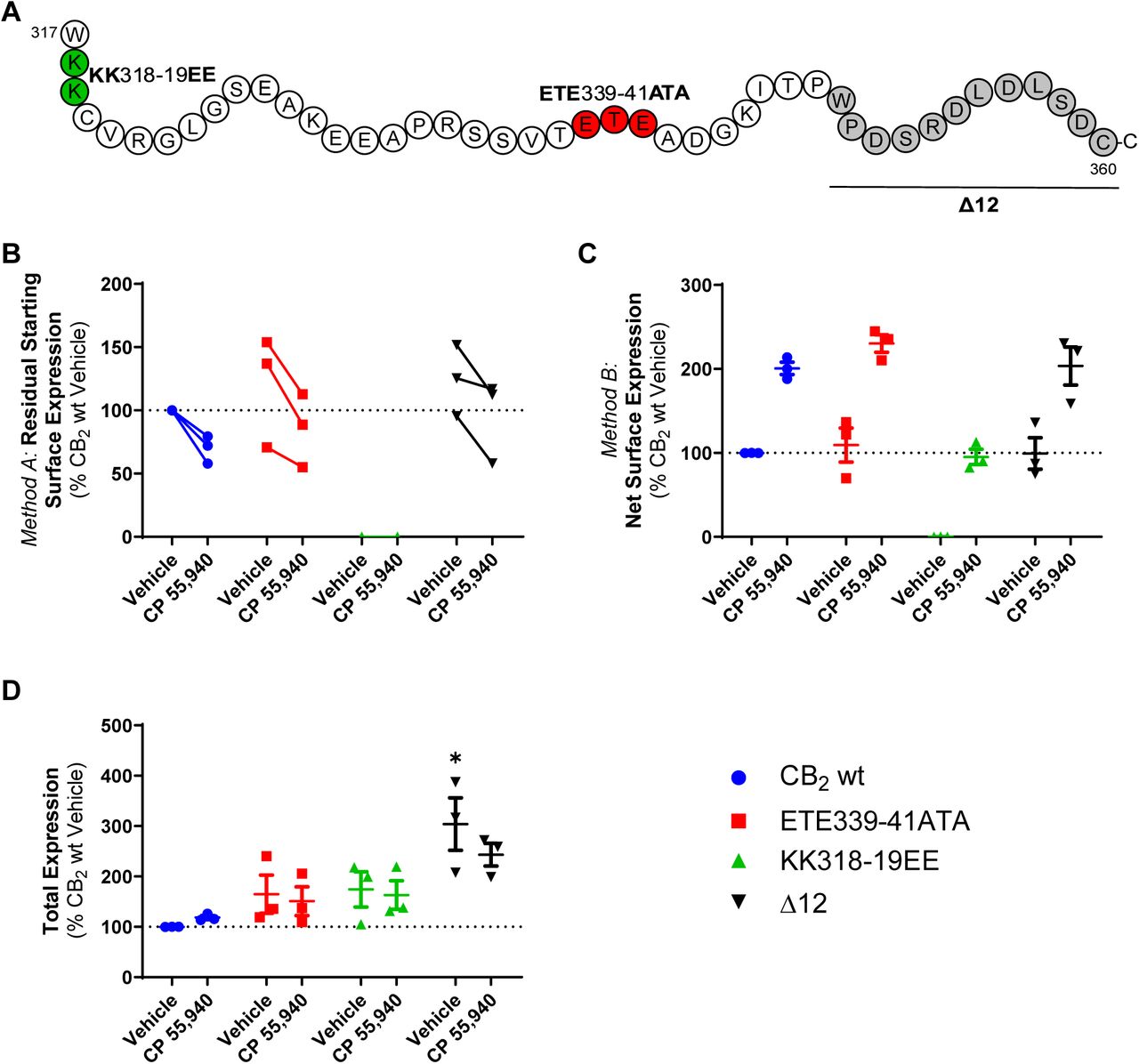 Trafficking of CB2 mutant constructs in response to CP 55,940 HEK cells transiently expressing CB2 wt or CB2 C-terminal tail mutants(A) were treated with vehicle or 1 μM CP 55,940 for 3 h and labelled to measure (B) residual starting surface expression (Method A), (C) net surface expression (Method B), or (D) total receptor expression. Data are presented as mean ± SEM from three independent experiments, except in Panel B where matched data from each of three independent experiments is plotted. P values for significant differences between CB2 wt and mutant vehicle conditions are indicated graphically as: * < 0.05.