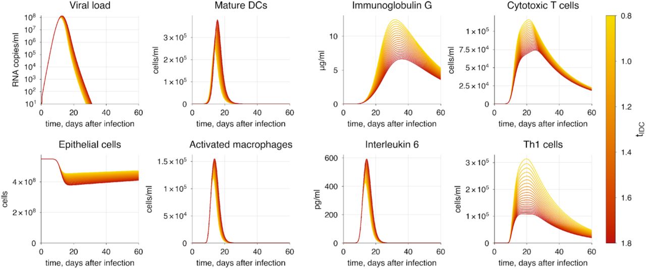 The baseline model solution with innate immune response delay. The varying parameter represents the delay of dendritic cell maturation and migration to lymph nodes. The transition from yellow to red indicates increasing severity of COVID-19.