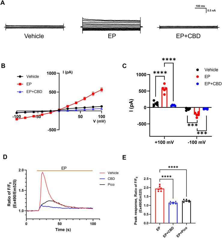 CBD inhibits EP-evoked TRPC4 activation. (A) Presentative whole-cell current traces recorded of HEK293-TRPC4 from −100 mV to +100 mV within bath solution (left), 30 μM EP (middle), 30 μM EP + 30 μM CBD (right). (B) The whole-cell current-voltage relation of TRPC4 activated by 30 μM EP and inhibited by 10 μM CBD. (C) The statistics of whole-cell average current value in (B), n = 5. Two-way-ANOVA followed by Tukey test was used for statistical analysis. (D) Intracellular Ca2+ trace over time in HEK293-TRPC4 cells responses to EP (50 μM) among three different treated groups: vehicle HBSS solution (red), preincubated with 1 μM Pico145 (black), preincubated with 50 μM CBD (blue), n = 6. (E) Normalized peak value from each group in (D). One-way-ANOVA (F [2, 15] = 139.8, p < 0.0001) followed by Tukey test for statistical analysis. The data are shown as the mean ± s. e.m., *** indicates p < 0.001, **** indicates p < 0.0001.