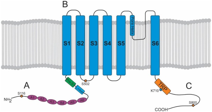 Structure of a TRPV1 subunit. (A) N-terminus containing 6 ankyrin subunits (A1–A6) and a linking region consisting of a linker and a Pre-S1 helix segment. (B) Transmembrane region with 6 helical segments (S1–S6). (C) C-terminus containing a TRP domain and binding sites for PKA, PKC, PIP2, and calmodulin.