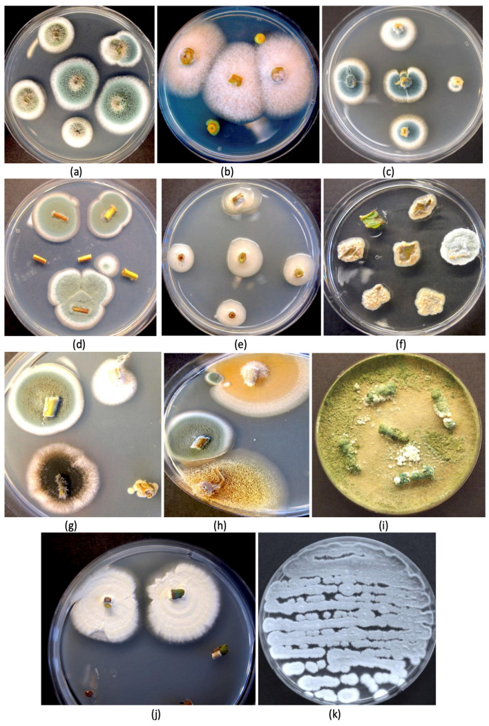 Recovery of a range of fungi from the stem, leaf, and petiole tissues of cannabis mother plants. All tissues were surface-sterilized before plating onto potato dextrose agar containing 140 mg/L of streptomycin sulfate to inhibit bacterial growth. (a) Two different colony types of Penicillium spp. (b) Fusarium oxysporum colonies. (c) Colonies of Penicillium chrysogenum. (d) Colonies of Penicillium sp. (e) Unidentified bacterial colonies. (f) Yeast colonies from leaf segments. (g,h) A range of colonies of different fungi, including Penicillium and Aspergillus (black and yellow colonies). (i) Recovery of Trichoderma harzianum from petiole segments. (j) Colonies of Beauveria bassiana. (k) Streaked culture of P. chrysogenum. All photos are of 9 cm diameter Petri dishes.