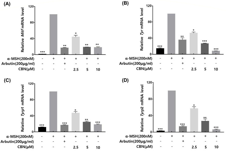 CBN downregulates the mRNA expression of key melanogenic genes. The anti-melanogenic effects of CBN were validated at the gene expression level by quantitative real-time PCR (qRT-PCR). B16F10 melanoma cells were treated with various concentrations of CBN for 48 h. The analysis demonstrated that CBN treatment resulted in a dose-dependent downregulation of key melanogenic genes and their master transcription factor, specifically (A) Mitf, (B) Tyr, (C) Tyrp1, and (D) Tyrp2. The graphs show the relative mRNA expression levels of key melanogenic genes, normalized to GAPDH and expressed as a percentage of the untreated control. All data are presented as the mean ± SD from three independent experiments. * p < 0.05, ** p < 0.01, *** p < 0.001.