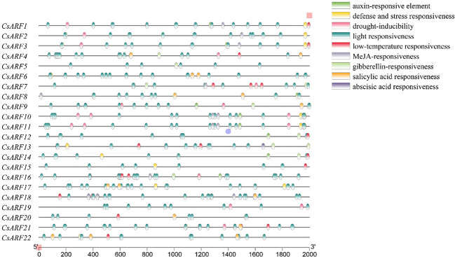Analysis of Cis-regulatory elements in the upstream promoter of the CsARF genes.