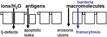 Intestinal barrier dysfunctions. Intestinal permeability measurements are determined by the marker molecules used for measurement, since the type of molecules that pass the intestinal barrier depends on the type of lesion.