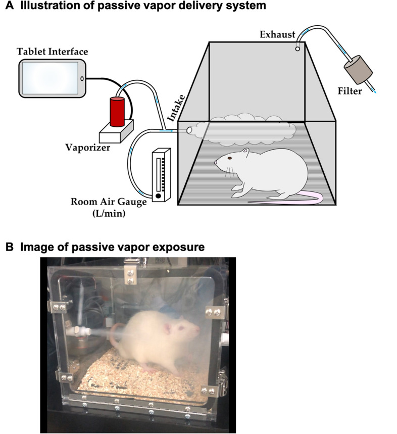 Vapor delivery system. (A) Illustration of passive vapor delivery system: Schematic of vapor apparatus components with direction of air-flow (adapted from Freels et al.5). Briefly, the vapor inhalation system uses machinery similar to electronic cigarettes to deliver distinct “puffs” of vapor within airtight chambers. A vacuum compressor pulls ambient room air through an intake valve at a constant rate of 1 L per minute. At set intervals THC-dominant cannabis extract is vaporized combining with the constant ambient air flow for delivery into the chamber. Air (and vapor) are evacuated through the back of the chamber via the vacuum compressor, filtered and ventilated out of the building. (B) Image of passive vapor exposure: Picture of a male SD rat within the vapor apparatus.