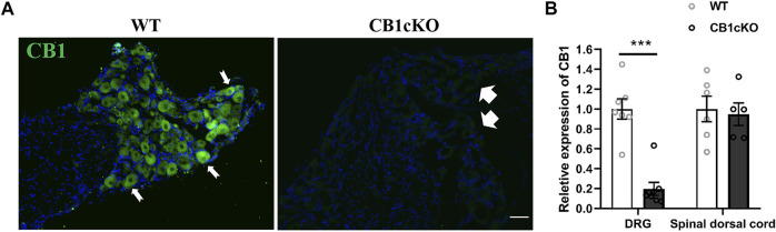 Demonstration of conditional deletion of CB1 in peripheral sensory neuron-specific knockout CB1 mice (CB1cKO). (A) Immunofluorescence results of dorsal root ganglion (DRG) sections display the CB1-positive neuron (green) in CB1cKO and wild-type (WT) mice. (B) The mRNA relative expression of CB1 in the DRG and dorsal spinal cord on 14 days after the final injection of tamoxifen (TMX). Data are expressed as means ± SEM (n = 7 mice/group). The endogenous reference gene is Gapdh, and the mean value in the WT group was set to 1. ***p < 0.001 compared with the WT group at the same time point, two-tailed t test. Scale bar, 100 μm.