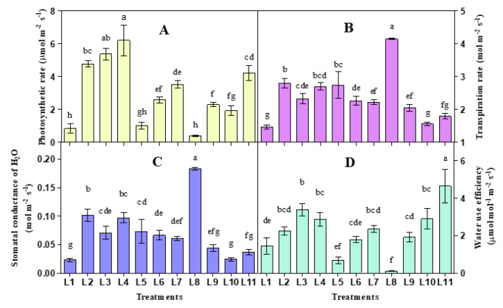 Effect of 20 days exposure to different LED spectra on photosynthetic rate (A), Transpiration rate (B), Stomatal conductance (C) and Water use efficiency (D) of hemp seedlings. Here and subsequent figures: L1, Natural light; L2, White; L3, R8:B2; L4, R7:B2:G1; L5, R7:B2:FR1; L6, R6:B2:G1:FR1; L7, R5:B2:W2:FR1; L8, R5:B2:G1:FR1:UV1; L9, R6:B2:FR1:UV1; L10, R4:B2:W2:FR1:UV1; L11, R2:B2:G2:W2:FR1:UV1. All treatments used a photosynthetic photon flux density of 300 µmol m−2 s−1. Vertical bars indicate mean ± SE of six replicates. Different letters indicate significant differences at p < 0.05.