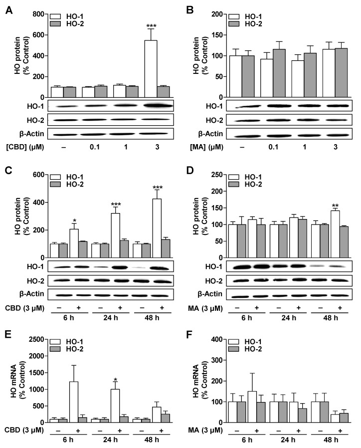 Impact of CBD and MA on the expression of HO-1 and HO-2 protein and mRNA in ADMSCs. Concentration-dependent effect of CBD (A) and MA (B) on the expression of HO-1 and HO-2 protein. The cells were incubated for 24 h with the indicated concentration of CBD and MA or with vehicle. Time-course of expression of HO-1 and HO-2 protein (C,D) and mRNA (E,F) in ADMSCs treated with CBD (3 µM), MA (3 µM), or vehicle. Protein and mRNA expression values were normalized to β-actin. The percentage control represents a comparison with the cells treated with vehicle (set to 100%) in the absence of the test substance. The data represent mean values ± SEM of n = 9 ((A), HO-1), n = 8 ((A), HO-2), n = 7 ((B), HO-1), n = 4 ((B), HO-2), n = 8 ((C), HO-1), n = 7 ((C), HO-2), n = 8 ((D), HO-1), n = 4 ((D), HO-2), or n = 3 (E,F) different donors. * p < 0.05, ** p < 0.01, *** p < 0.001 vs. time-matched vehicle control; one-way ANOVA with Dunnett’s post hoc test (A,B) or Student’s two tailed t test (C–F).