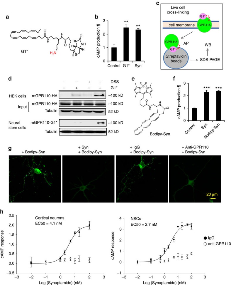 Synaptamide binding to GPR110 in living cells identified by in-cell cross-linking/affinity purification or fluorescence microscopy.Chemical structure of the biotinylated synaptamide analogue (G1*) containing a cross-linkable primary amine group (a). G1* and synaptamide at 10 nM similarly induced cAMP production in DIV3 cortical neurons after a 10-min incubation (b). Strategy to detect G1* bound-GPR110 in living cells (c). The G1*-receptor complex stabilized by DSS cross-linking was detected by anti-HA antibody for GPR110-HA-expressing HEK cells or peroxidase conjugated streptavidin for endogenous GPR110 in NSCs. The control was treated with biotin instead of G1* (d). Chemical structure of bodipy-synaptamide (e). Similar to synaptamide, bodipy-synaptamide at 10 nM increased cAMP production in DIV3 cortical neurons after a 10-min incubation (f). Confocal images of fluorescent endocytic receptor puncta detected after incubating DIV3 cortical neurons with bodipy-synaptamide (100 nM) for 30 min (g). Only weak non-specific signal without fluorescent puncta were observed after the pretreatment with anti-GPR110 antibody (0.4 μg ml−1) or synaptamide (10 nM) for 30 min, indicating specific binding of synaptamide to GPR110 on the surface of live cortical neurons (g). Synaptamide dose-dependently increased cAMP production in cortical neurons and NSCs with EC50 in the low nM range (closed circle), which was blocked by 30 min pretreatment with GPR110 antibody at 0.4 μg ml−1 (open circle) (h). DSS: disuccinimidyl suberate. Data represent two (d,h), three (b,f) or six (g) independent experiments. Values in (b,f,h) are means±s.e.m. of biological triplicates (n=3). **P<0.01, ***P<0.001 versus control by unpaired Student t-test. ¶, relative to control. Scale bar, 20 μm (g).