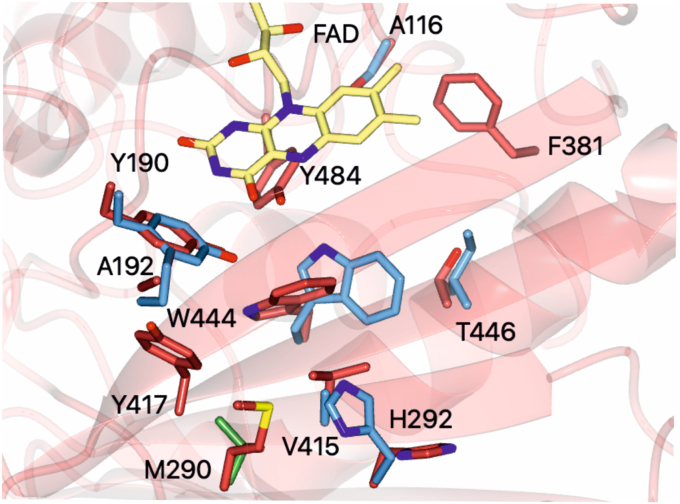 Superposition of active sites of CBCAS, CBDAS and THCAS with carbon atoms of side chains shown in green, blue and red respectively. Backbone in shade, conserved residues that exhibit little change in all three structures, and FAD (C atoms in yellow) are all those of THCAS with THCAS numbering, presented for context.