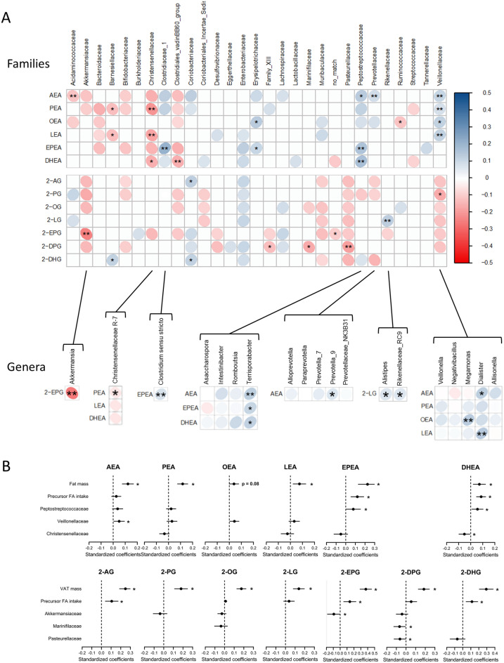 Circulating NAE and 2‑MAG levels association with gut bacterial taxa independent of adiposity measures. (A) Heatmap of Spearman's rank correlation coefficients of the relative abundances of gut microbiota taxa and the levels of circulating NAEs and 2‑MAGs. The analysis includes all gut microbiota families (Top) as well as the genera from families significantly associated with the mediators (Bottom). Circle color intensity represents the magnitude of the unadjusted correlation (Spearman rho coefficients). Blue circles indicate positive correlations and red circles negative correlations. Significant correlations following adjustment for total fat mass (NAEs) or visceral fat mass (2‑MAGs) are shown (*p < 0.1, **p < 0.05; n = 195). (B) Standardized regression coefficients of independent predictors of circulating NAE and 2-MAG levels. Results of the generalized linear model including the mediators as the dependent variables and fat mass (NAEs) or visceral fat mass (2‑MAGs) as independent variables are included in each graph. All bacterial families significantly associated to the mediator were considered in this analysis. All models also include the total or visceral fat mass as well as the dietary intake of the fatty acid precursor. Stepwise selection procedure was used to compute final models (*p < 0.05).