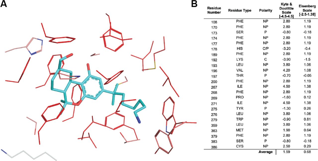 Hydrophobicity calculations for the hCB1R orthosteric pocket based on PDB: 5XR8. Residues within 5 Å of AM841 are considered. A. Depiction of the hCB1 orthosteric pocket, colored by the Eisenberg Scale, where darker red colors indicate more hydrophobic residues and lighter red or gray colors indicate less hydrophobic residues. B. A table of the residues within 5 Å of AM841, with their polarity class, and two hydrophobicity scores indicated.