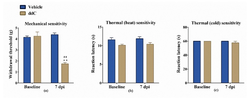 Effects of 2′-3′-dideoxycytidine (ddC) on sensitivity of female BALB/c mice to mechanical and thermal (hot and cold) stimuli. (a) Withdrawal threshold to the dynamic plantar aesthesiometer before (baseline) and at day 7 post-first-injection (7 dpi) of ddC. (b) Reaction latency to the hot plate (55 °C) before and at 7 dpi of ddC. (c) Reaction latency to the cold plate (4 °C) before and at 7 dpi of ddC. Each bar represents the mean ± SEM of values obtained from eight animals. ** p < 0.01 compared to vehicle-treated control mice at the same day after treatment (two-way repeated measures ANOVA followed by Sidak’s multiple comparisons test); ## p < 0.01 compared to pretreatment baseline values (Mann–Whitney test).