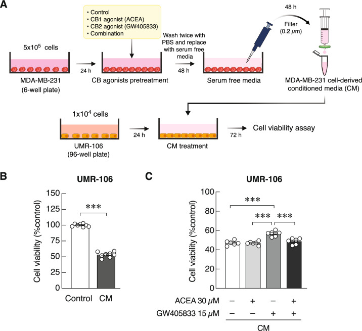 Effects of MDA-MB-231-derived CM and CM collected from MDA-MB-231 cells pretreated with ACEA, GW405833 or the combination of both on UMR-106 cell viability were illustrated. (a) Diagram illustrated experimental outline of this experiment. (b) Results of UMR-106 cell viability were represented as mean ± SEM from three independent biological replicates with two technical replicates each. (***p < 0.001).