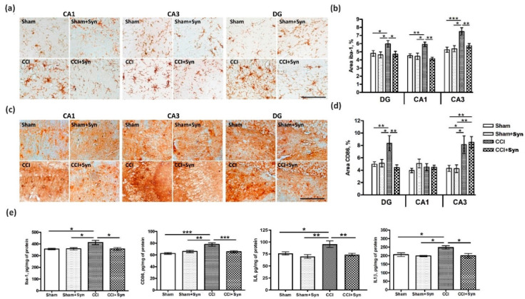 Effect of CCI and synaptamide treatment on hippocampal microglial activity. (a) Representative images of Iba-1 immunostaining. Scale bar: 100 μm. (b) Histogram demonstrating the % of Iba1+ staining within the CA1, CA3 and DG hippocampal regions after the surgery and synaptamide treatment. Mean ± SEM, n = 40 (number of slices), * p < 0.05, ** p < 0.01. (c) Representative images of immunostaining. Scale bar: 100 μm. (d) Histogram demonstrating the % of CD86+ staining within the CA1, CA3 and DG hippocampal regions after the surgery and synaptamide treatment. Mean ± SEM, n = 40 (number of slices), * p < 0.05, ** p < 0.01. (e) Effects of CCI and synaptamide treatment on hippocampal microglial marker and cytokine expression measured by ELISA; histograms of Iba-1, CD86, Il-1β, and Il-6 hippocampal expression. Mean ± SEM, n = 5 per group (number of animals), * p < 0.05, ** p < 0.01, *** p < 0.001.