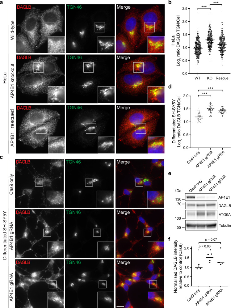 DAGLB accumulates at the trans-Golgi network (TGN) in AP-4 knockout (KO) HeLa and neuronally differentiated SH-SY5Y cells.a Widefield imaging of immunofluorescence double labelling of DAGLB (red) and TGN46 (green) in wild-type (WT), AP4B1 KO, and AP4B1 KO HeLa cells stably expressing AP4B1 (functional rescue). In the merged image, DAPI labelling of the nucleus is also shown (blue). Scale bar: 10 μm. b Quantification of the ratio of DAGLB labelling intensity between the TGN and the rest of the cell, in the cells shown in (a). The experiment was performed in biological triplicate and the graph shows combined replicate data: each datapoint indicates the log2 ratio for an individual cell (horizontal bar indicates median; n = 655 cells for WT; n = 588 cells for KO; n = 586 cells for Rescue; examined over three independent experiments). Data were subjected to a Kruskal–Wallis test with Dunn’s Multiple Comparison Post-Test for significance: ***p ≤ 0.001 (KO vs WT: p = 6.4 × 10−80; Rescue vs KO p = 1.0 × 10−27. c CRISPR-Cas9 was used to deplete AP4B1 or AP4E1 in mixed populations of SH-SY5Y cells2. Widefield imaging of immunofluorescence double labelling of DAGLB (red) and TGN46 (green) in control (parental Cas9-expressing), AP4B1-depleted and AP4E1-depleted neuronally differentiated SH-SY5Y cells. In the merged image, DAPI labelling of the nucleus is also shown (blue). Scale bar: 10 μm. d Quantification of the ratio of DAGLB labelling intensity between the TGN and the rest of the cell, in the cells shown in (c). The experiment was performed in biological triplicate and the graph shows combined replicate data: each datapoint indicates the log2 ratio calculated from a single image (horizontal bar indicates median; n = 50 images for Cas9 only; n = 47 images for AP4B1 gRNA; n = 50 images for AP4E1 gRNA; examined over three independent experiments). Data were subjected to a Kruskal-Wallis test with Dunn’s Multiple Comparison Test for significance: ***p ≤ 0.001 (Cas9 vs AP4B1: p = 1.1 × 10−15; Cas9 vs AP4E1: p = 1.3 × 10−9). e Western blots of whole-cell lysates from the cells shown in (c); alpha-tubulin serves as a loading control. The levels of DAGLB were increased in AP-4-depleted cells, similarly to ATG9A. f Quantification of DAGLB from (e) and replicate blots, normalised to alpha-tubulin, relative to the median control (Cas9 only) level (horizontal bars indicate median). Data are from n = 4 blots per cell line, and three separate differentiations. Log-transformed normalised intensity values were subjected to a one-way ANOVA with Dunnett’s Multiple Comparison Test for comparisons to the control. Source data are provided as a Source Data file.