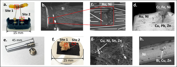 Elemental analysis of Sample D (closed-pod system) and Sample F (510-thread system) by SEM-EDS. (a) Metal components of the closed-pod system mounted on the SEM holder, with Site 1 (contact between the wick and heating wire) and Site 2 (connector pin) indicated for analysis. (b) SEM backscattered electron (BSE) image of Site 1. (c) Close-up of detected metal particles within the wick. (d) SEM image of the connector pin showing a surface crack. (e) Inner channel of the 510-thread cartridge, showing an incision for access to the wicking material. (f) Wicking material with the heating wire mounted on the SEM holder, with Site 1 and Site 2 indicated for analysis. (g) SEM image of Site 1, showing wicking material with incorporated metal particles. (h) SEM image of the heating wire, displaying a metal flake on the surface.