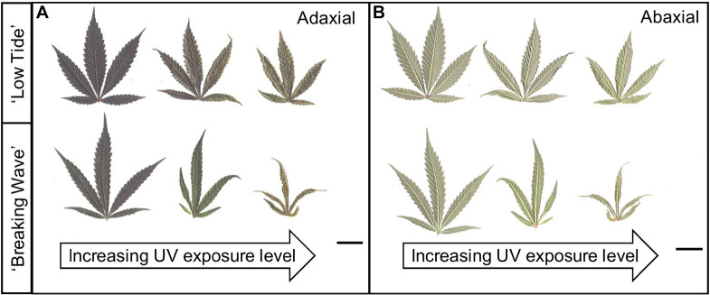 (A) Adaxial and (B) abaxial sides of representative youngest, fully-expanded Cannabis sativa fan leaves of ‘Low Tide’ (top row in each image) and ‘Breaking Wave’ (bottom row in each image) demonstrating UV induced leaf morphology effects with increasing UV-PFD. Leaves from plants under minimum UV exposure are on the left, moderate UV exposure in the middle, and high UV exposure on the right. Scans were taken in week 5 after the initiation of UV treatments. The black scale bar at the lower right of each image is 2.0 cm.