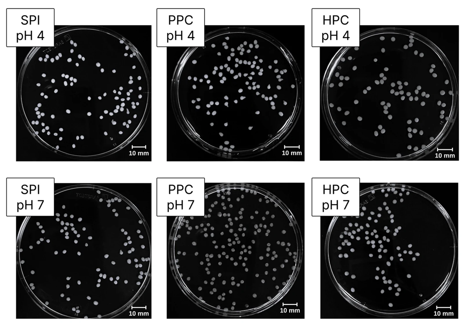 Macroscopic appearance of alginate beads loaded with SPI, PPC, and HPC prepared by ionic gelation at pH 4 and pH 7. Scale bars = 10 mm.
