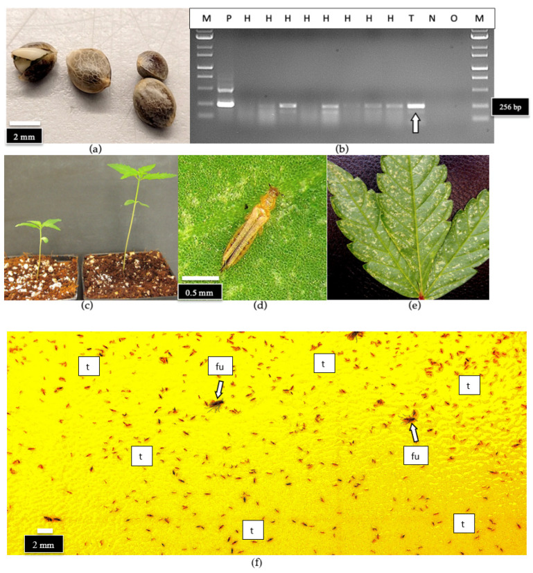 Detection of HLVd on the seeds of hemp and on the thrips feeding on infected hemp seedlings using RT-PCR. (a) Seeds were soaked for 24 hr and used in the analysis. (b) RT-PCR results of hemp seeds showing that 4 out of 8 seeds tested positive for HLVd and showed the 256 bp size band. Lanes H = hemp seed samples, T = thrips, L = molecular weight ladder, P = positive control for HLVd, N = negative control (no HLVd present), O = water. (c) Growth of two seedlings from infected seeds after 2 weeks that both tested positive for HLVd. (d) Close-up image of an adult thrip on a hemp leaf (source: Trifecta Natural). (e) Extensive thrip damage on a cannabis leaf. Note white (silvery) patches. (f) A yellow sticky trap placed in a greenhouse containing flowering cannabis plants shows the high numbers of thrips (t) that may be present. Also shown are fungus gnats (fu, arrow), which have not been implicated in transmission of HLVd but are commonly found in greenhouses.