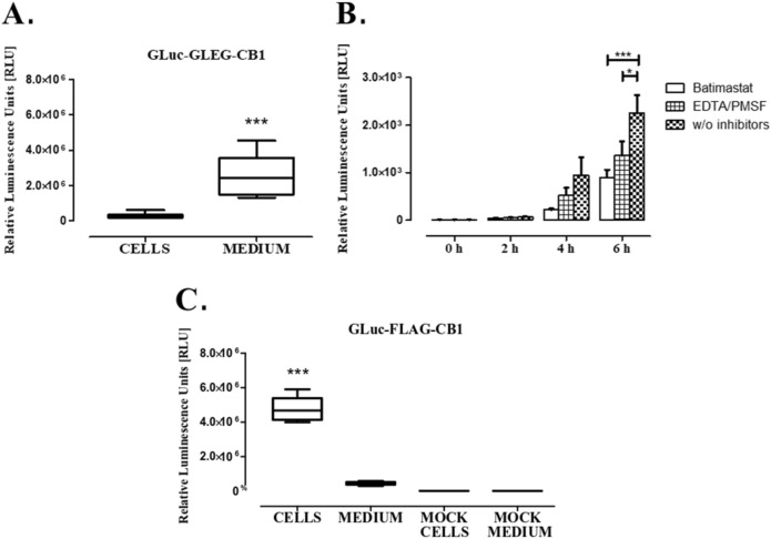 The construct GLuc-GLEG-CB1 contains a cleavage site that causes GLuc to be released into the medium. (A) Cells expressing the GLuc-GLEG-CB1 were tested 48 h after transfection by adding coelenterazine, it can be observed how the luminescence is originating from the medium and not from the cells, suggesting that the generated GLuc is being cleaved and released into the medium. (B) The RLU level in culture medium after protease inhibitors treatment of transfected cells. The incubation of cells expressing GLuc-GLEG-CB1 with different protease inhibitors at fixed concentrations (Batimastat 1 µM, EDTA 2 mM, PMSF 0.2 mM) and time points (0 h, 2 h, 4 h and 6 h) suggests that the linker sequence contains a metalloprotease cleavage site (metalloprotease predicted site is presented in Supplementary Fig. S1), as it can be observed from the readings coming from the medium of transfected cells. (C) In contrast, 48 h after transfection luminescence from cells expressing the construct GLuc-FLAG-CB1 comes entirely from the cells, while virtually no signal was obtained from their medium. The RLU level for mock transfected cells (mock cells) and their medium (mock medium) is shown in the Fig. 2C. The results represent the mean ± SD analyzed with one-way ANOVA test and Tukey’s multiple comparison post-hoc test vs. the mock cells and medium control (A,C).