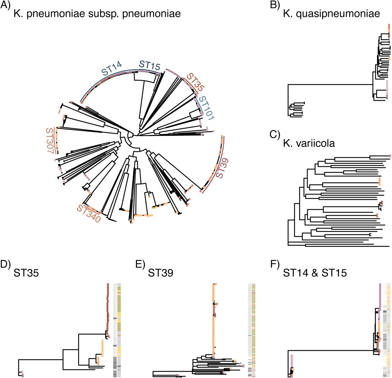 Most cases suspected to be caused by within-ward transmissions.Mapping trees against reference genomes for (A) K. pneumoniae subsp. pneumoniae excluding STs represented with only a single isolate in the dataset, (B) K. quasipneumoniae and (C) K. variicola. (D-E) show ST-specific mapping of the relevant isolates against references for ST35 (D), ST39 (E), ST14/ST15 (F). The coloured tips indicates isolates with <5 SNPs distance to their nearest neighbour based on a root-to-tip approach to identify related clusters of isolates(19). The colour ring in (A) shows the main STs, the columns in D-F show year of isolate (left column) and major ward (right column).