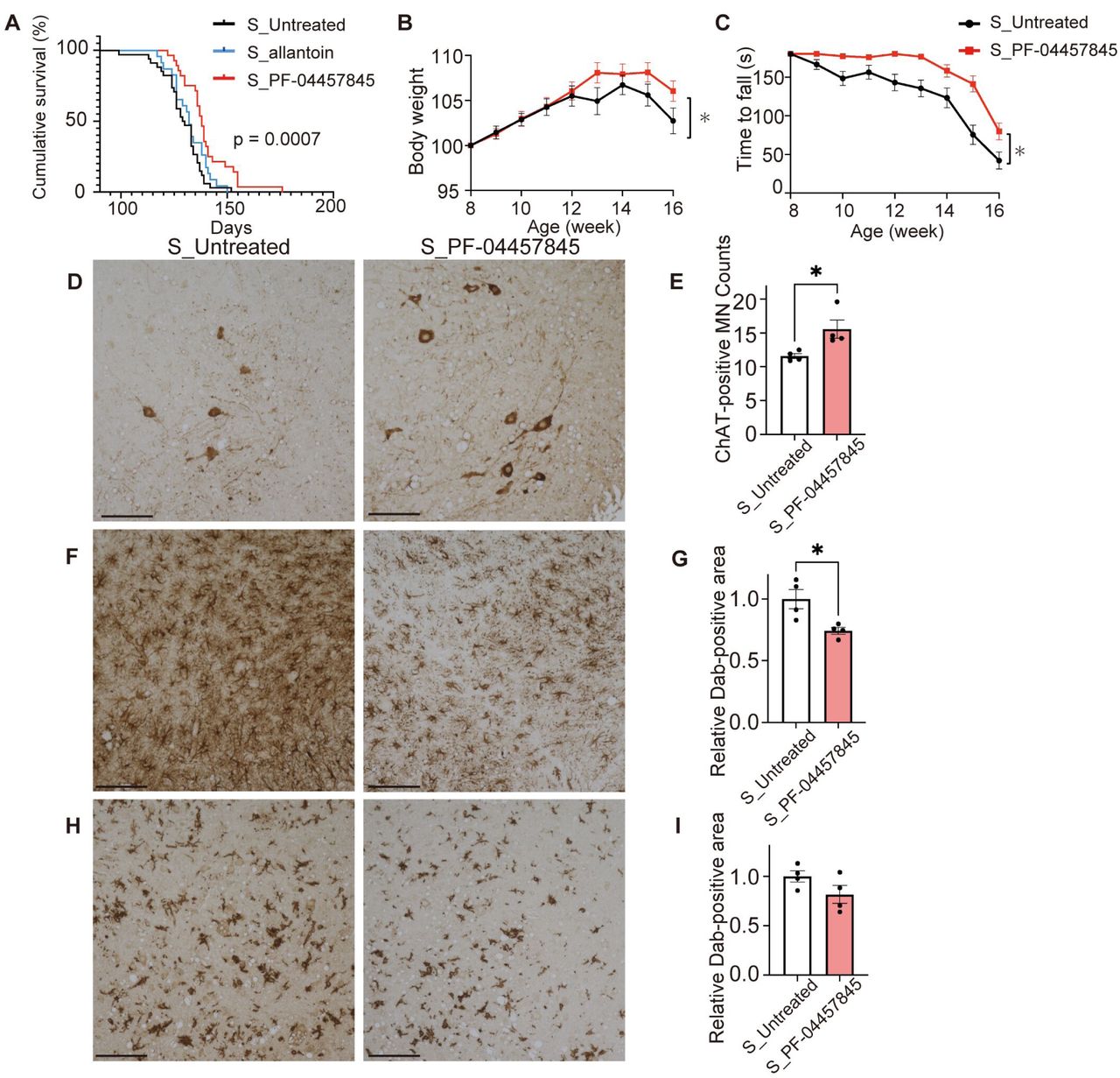 In vivo analysis of hit compounds in SOD1G93A transgenic miceAllantoin (∼10 mg/kg/day), PF-04457845 (∼1 mg/kg/day), or unmodified chow was orally administered to SOD1G93A transgenic mice from the age of 8 weeks. (A) Survival of SOD1G93A transgenic mice treated with allantoin (S_allantoin), PF-04457845 (S_PF-04457845), or unmodified chow (S_Untreated) (n = 23, 28, 34; mean survival, 132, 138, 129.5 days, respectively; p = 0.0007, log-rank test for comparison of 3 groups). The administration of PF-04457845 extended the survival of SOD1G93A transgenic mice by 8.5 days compared with that of untreated mice (adjusted p = 0.0003, log-rank test with the Holm-Šídák method). Change in body weight (B) and rotarod test (C) in SOD1G93A transgenic mice treated with PF-04457845 or unmodified chow (*p < 0.05 at 16 weeks, as determined by the unpaired t test). (D–I) Immunohistochemistry images and quantitative analysis of immunoreactivity for choline acetyltransferase (ChAT) (D, E), glial fibrillary acidic protein (GFAP) (F, G), and ionized calcium-binding adapter molecule 1 (IBA-1) (H, I) in the ventral horn of the spinal cords of 16-week-old mice treated with PF-04457845 (n = 4) or unmodified chow (n = 4).Data informationScale bars: 100 µm, Error bars indicate the SEM. *p < 0.05, unpaired two-sided t test.