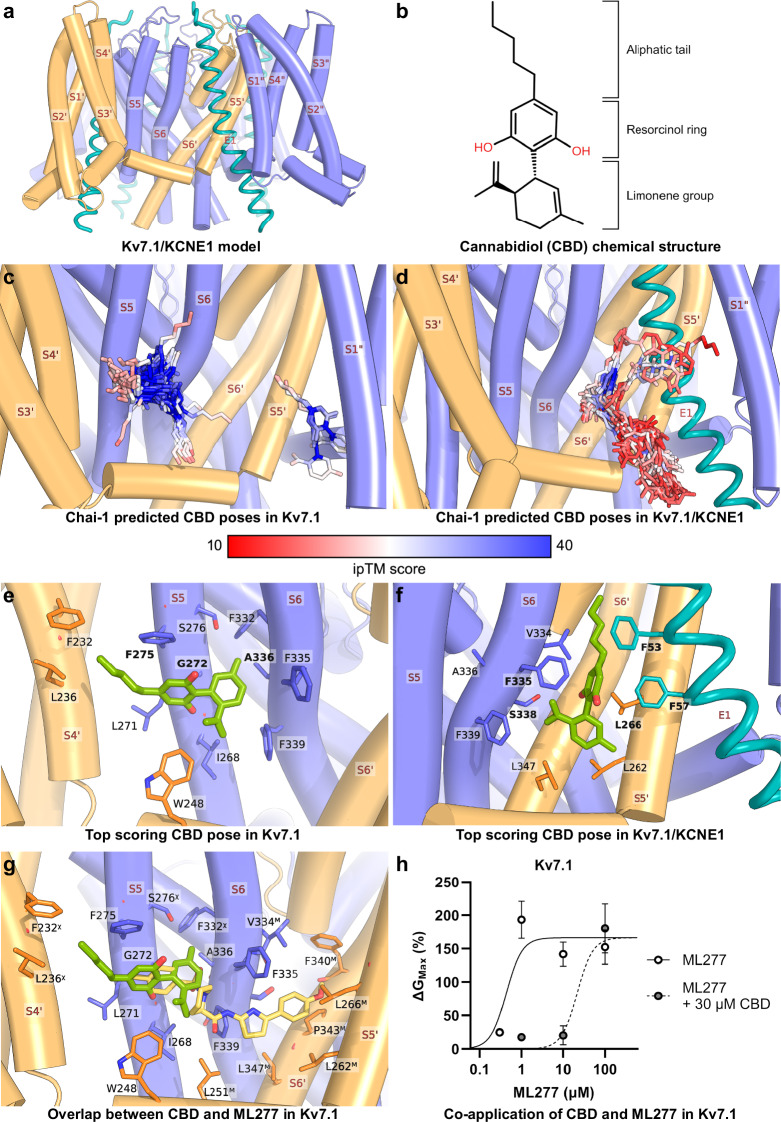 Prediction of CBD binding to human KV7.1 and KV7.1/KCNE1.a Topological sideview of the KV7.1/KCNE1 channel complex, subunits labelled with ‘ and “ suffixes indicate different KV7.1 subunits, the KCNE1 subunit is labelled as E1. b Chemical structure of cannabidiol with sub-structures highlighted. Top 50 predicted Chai-1 binding poses for CBD ranked by the ipTM score in KV7.1 (c) and in KV7.1/KCNE1 (d). The atoms of CBD are coloured in a blue-white-red spectrum representing an ipTM score range of 10 (red) to 40 (blue), this is reflected in a colour bar. Top-scoring pose for CBD in KV7.1 (e) and KV7.1/KCNE1 (f), only residues adjacent to CBD are displayed, bolded labels indicate key interacting residues. g Overlay between top-scoring CBD pose in KV7.1 and ML277 from the KV7.1 structure (PDB: 7XNL) [17]. Each Chai-1 prediction had 4 CBD molecules (one per PD-interface), all 4 were identical in conformation; therefore, in all panels, CBD poses from a single interface are shown. The right subunit of each interface is coloured orange, all other subunits are coloured in purple-blue, the KCNE1 subunit is coloured in teal where applicable. In e–g, CBD is coloured in green while ML277 is coloured in yellow. In (g), residues adjacent to CBD or ML277 are shown; a “χ” and “M” superscript is used to denote residues within 4 Å of CBD or ML277, respectively; residues within 4 Å of both do not have a superscript. h Comparison of the effect of ML277 alone (open circles) and ML277 in the presence of 30 µM CBD (filled circles, Xenopus laevis oocytes pretreated with 30 µM CBD). Data is displayed as mean ± SEM. n = 5–8 oocytes. Best fit for ML277 alone on KV7.1: EC50 = 0.43 µM (95% CI: 0.284–0.657, R2 = 0.501). Best fit for ML277 in the presence of CBD on KV7.1: EC50 = 21.4 µM (95% CI: 11.9–53.32, R2 = 0.678). EMax (i.e. maximal increase in GMax induced by ML277) was shared (+166%), and the Hill slope set to 2.3 based on previous reports [51].