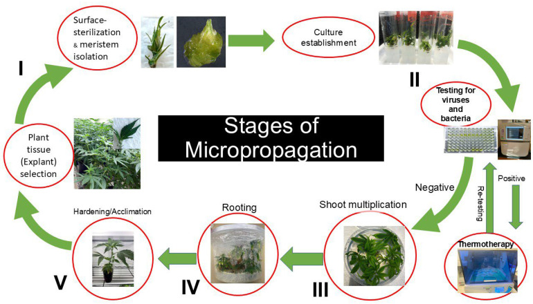 Flowchart for micropropagation of Cannabis sativa L. Phase I includes collection of shoot tips from actively growing female stock plants, their surface sterilization and isolation of apical meristems under a dissecting microscope. Phase II includes culture establishment and testing for the presence of endophytic pathogens, and their elimination. Phase III includes shoot proliferation for bulking up clean plant materials. Multiplied shoots are then rooted to produce fully developed plants in Phase IV, which are then acclimated under conditions of high humidity in Phase V and ready for commercial cultivation.