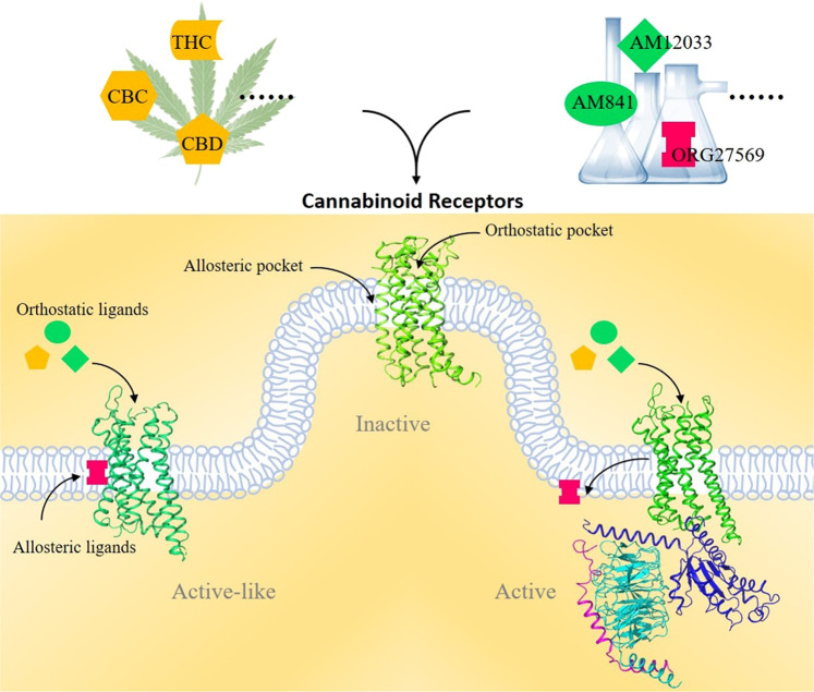 Structural understanding of Cannabinoid receptors.Recent structural studies have revealed that two cannabinoid receptors (CB1 and CB2) shared a conserved orthostatic binding pocket for their agonists. Notably, an extra allosteric binding pocket was found for CB1 receptor. Both endogenous molecule cholesterol or synthetic ligand ORG27569 was able to bind to allosteric pockets, thus regulate activation state of CB1. Collectively, crystallographic and Cryo-EM studies have identified at least three structural states for CB receptors, which are inactive, active-like (intermediate) and active, indicating complex mechanisms underlying CB receptors’ activation and signaling transduction.