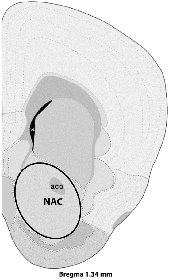 Representative section with NAC dissection for microarray analysis. Distance from Bregma in the rostrocaudal plane is indicated. Modified from the Allen Mouse Brain Atlas (reference atlas version 1, 2008). Abbreviations: aco, anterior commissure; NAC, nucleus accumbens.