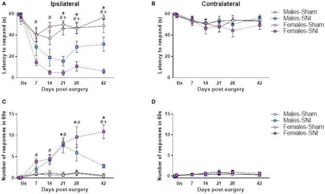 Acetone drop test. Investigation of cold allodynia in male and female rats following Sham or Spared Nerve Injury surgery. Ipsilateral (A) and contralateral (B) latency to the first response after acetone stimulation; number of responses in 60 s after acetone stimulation of the ipsilateral (C) and contralateral (D) hind paw, represented at the following time points: baseline pre-surgery (Bs), post-surgery days 7, 14, 21, 28, and 42. Data expressed as mean ± SEM (n = 10 per group). Kruskal Wallis followed by Mann-Whitney U post-hoc test with Bonferroni-Holm corrections (P < 0.05) *Males-Sham vs. Males-SNI, # Females-Sham vs. Female-SNI, + Males-SNI vs. Females-SNI.