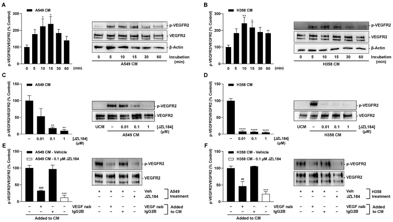 VEGFR2 phosphorylation at tyrosine residue 1175 in HUVECs by CM from hypoxic lung cancer cells: Time-dependent VEGFR2 phosphorylation by CM from vehicle-treated hypoxic A549 (A) and H358 cells (B); VEGFR2 phosphorylation by CM of previously JZL184-treated hypoxic A549 (C) and H358 cells (D); VEGFR2 phosphorylation by CM from hypoxic A549 (E) and H358 cells (F) spiked with a neutralizing VEGF antibody (VEGF nab) or an IgG2B isotype control. HUVECs were incubated with CM of hypoxic A549 or H358 cells for the indicated times (A,B), 15 min (C,E), or 10 min (D,F), followed by VEGFR2 Western blot analysis. CM used for this purpose were obtained after incubation of hypoxic cancer cells with vehicle (A,B) or vehicle and JZL184 (C–F) for 48 h. For neutralization studies (E,F), 1 µg/mL VEGF-A antibody or 1 µg/mL IgG2B isotype control were added to CM from hypoxic vehicle-treated A549 or H358 cells. After incubation at room temperature for 1 h, spiked CM were used for HUVEC incubation. Western blot images are representative of each experiment. Percentage values given refer to VEGFR2 phosphorylation at zero time (A,B) or to CM of vehicle-treated hypoxic A549 or H358 cells (C–F) at the above indicated incubation times, each set to 100%. Data represent mean ± SEM of n = 7 (A,B), n = 4 (C), n = 6 (D), or n = 3 (E,F). * p ≤ 0.05, ** p ≤ 0.01, *** p ≤ 0.001, **** p ≤ 0.0001 vs. zero time (A,B) or vs. CM from vehicle-treated hypoxic cells (C–F); ## p ≤ 0.01, ### p ≤ 0.001 vs. IgG2B isotype control-spiked CM from vehicle-treated hypoxic cells; one-way ANOVA with Dunnett’s (A–D) or Bonferroni´s (E,F) post hoc test.